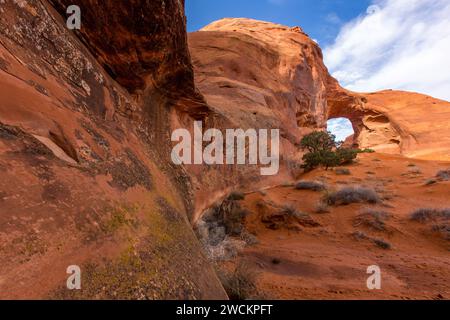 Bunte Krustosenflechten an der Sandsteinwand am Ohr des Wind Arch im Monument Valley Navajo Tribal Park in Arizona. Stockfoto