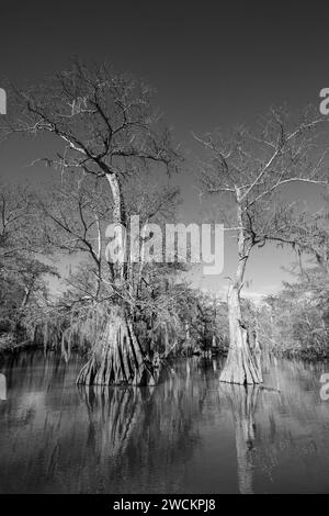 Alte, kahle Zypressen im Lake Dauterive im Atchafalaya Basin oder Swamp in Louisiana. Stockfoto