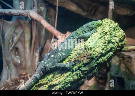 Denver, Colorado – Ein Krokodilmonitor (Varanus salvadorii) im Zoo von Denver. Der Krokodilmonitor stammt aus Neuguinea und kann bis zu 12 Fuß lang werden Stockfoto