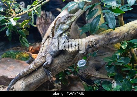 Denver, Colorado – Eine Rüschenechse (Chlamydosaurus kingii) im Zoo von Denver. Stockfoto