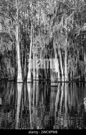 Sonnenaufgangslicht auf kahlen Zypressen, die mit spanischem Moos bedeckt sind, in einem See im Atchafalaya Basin in Louisiana. Stockfoto