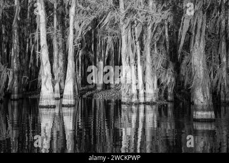 Sonnenaufgangslicht auf kahlen Zypressen, die mit spanischem Moos bedeckt sind, in einem See im Atchafalaya Basin in Louisiana. Stockfoto