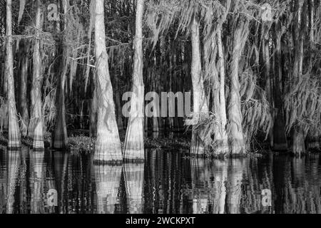 Sonnenaufgangslicht auf glatten Zypressen, die mit spanischem Moos bedeckt sind und sich in einem See im Atchafalaya Basin in Louisiana spiegeln. Stockfoto