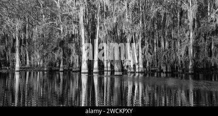 Sonnenaufgangslicht auf kahlen Zypressen, die mit spanischem Moos bedeckt sind, in einem See im Atchafalaya Basin in Louisiana. Stockfoto