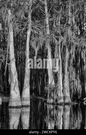 Sonnenaufgangslicht auf glatten Zypressen, die mit spanischem Moos bedeckt sind und sich in einem See im Atchafalaya Basin in Louisiana spiegeln. Stockfoto