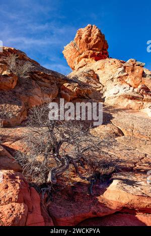 Ein toter wacholderbaum vor einer Sandsteinformation in South Coyote Buttes, Vermilion Cliffs National Monument, Arizona. Stockfoto