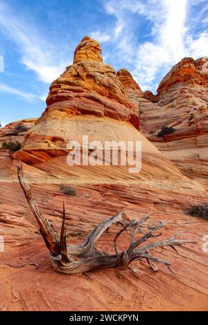 Ein toter wacholderbaum vor einer Sandsteinformation in South Coyote Buttes, Vermilion Cliffs National Monument, Arizona. Stockfoto