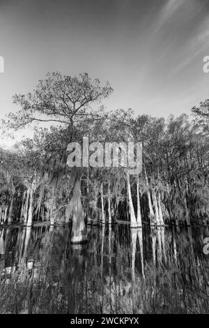 Sonnenaufgangslicht auf glatten Zypressen, die mit spanischem Moos bedeckt sind und sich in einem See im Atchafalaya Basin in Louisiana spiegeln. Stockfoto