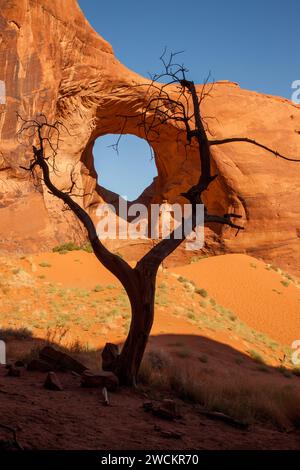 Ein toter Snag umrahmt das Ohr des Windbogens im Monument Navajo Valley Tribal Park, Arizona. Stockfoto