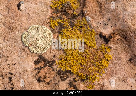 Bunte Krustosenflechten auf einem Sandsteinblock in der Wüste bei Moab, Utah. Stockfoto