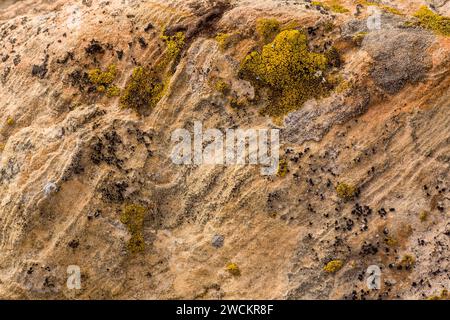 Bunte Krustosenflechten auf einem Sandsteinblock in der Wüste bei Moab, Utah. Stockfoto