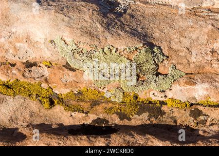 Bunte Krustosenflechten auf einem Sandsteinblock in der Wüste bei Moab, Utah. Stockfoto