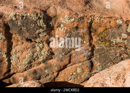 Krustose und Blattflechten auf einem Sandsteinblock in der Wüste bei Moab, Utah. Stockfoto