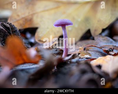 Amethyst-Täuscherin Pilz in Blattlaus Stockfoto