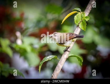 Leptocoma zeylonica (Purple-rumped sunbird) ist ein auf dem indischen Subkontinent endemischer sunbird. Stockfoto