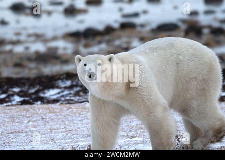 Ein großer Eisbär in der Nähe von Churchill, Kanada. Stockfoto