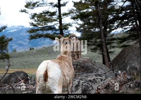 Große Hornschafe genießen die Aussicht. Stockfoto