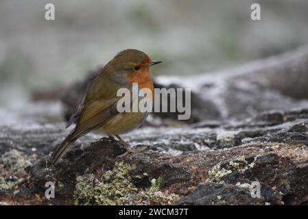 Nahaufnahme des rechten Profils eines europäischen Rotkehlchens (Erithacus rubecula) links vom Bild, mit geneigtem Kopf zur Kamera, stehend auf dem Boden des Frosty Forest Stockfoto