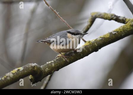 Zentrales Vordergrundbild einer Eurasischen Nuthatch (Sitta europaea) im rechten Profil auf einem diagonalen, mit Flechten bedeckten Zweig, aufgenommen im Winter, Großbritannien Stockfoto