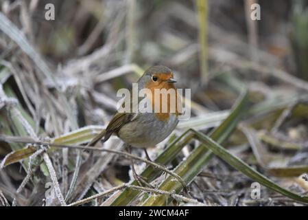 Europäischer Robin (Erithacus rubecula) auf Frosty Woodland Floor, Bildvordergrund im Zentrum, im rechten Profil, aufgenommen in Großbritannien im Winter Stockfoto