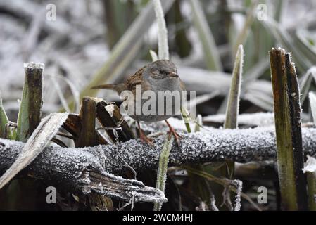 Dunnock (Prunella modularis) stand auf einem Frosty Log, mit Blick auf die Kamera, vor einem Frosty Woodland Hintergrund, aufgenommen in Großbritannien im Winter Stockfoto