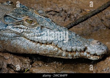 Ein junger Alligator auf matschigem Gelände mit einem Stock in der Nähe Stockfoto