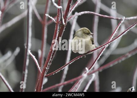 Weibliche Gemeine Chaffinch (Fringilla coelebs), rechts vom Bild, auf frostbedecktem Dogwood Twig, aufgebläht auf der Brust, Kopf nach rechts gedreht Stockfoto