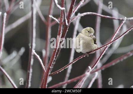 Fringilla coelebs auf einem Frosty Dogwood Twig, rechts im Bild, Blick auf die Kamera mit ausbeultem Brustkorb bei kaltem Wetter, Großbritannien Stockfoto