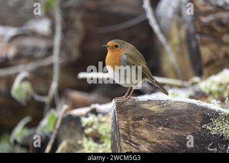 Mittleres Vordergrundbild eines Europäischen Rotkehlchens (Erithacus rubecula) am Rande eines Baumstamms im linken Profil, aufgenommen in einem britischen Naturschutzgebiet Stockfoto