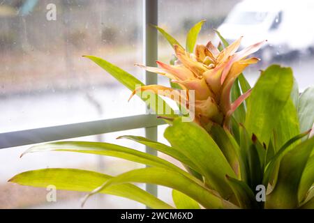 Großaufnahme Orange Topfblume mit grünen Blättern vor einem hellen Fenster Stockfoto
