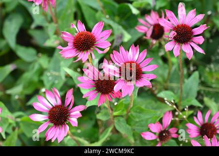 Rosafarbene und orangene Sommerblumen der Koneflume Echinacea purpurea „Rubinglow“, die im britischen Garten im September wächst Stockfoto