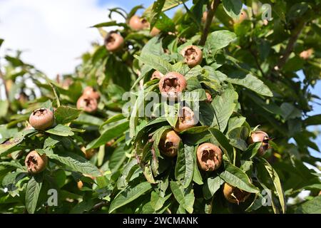 Spätsommerfrüchte und Laub von Mespilus germanica, die im britischen Garten im September wachsen Stockfoto