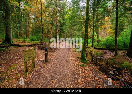 Herbstliche Farben auf dem Tall Trees Trail, Rhinefield Ornamental Drive im New Forest National Park, Hampshire, England, Großbritannien Stockfoto