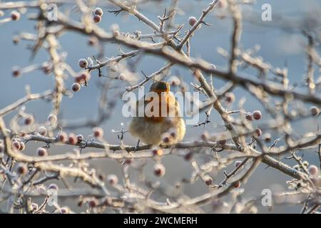 Ein rotkehlchen, der der Winterkälte auf einem Weißdornbarsch trotzt und die Beeren inmitten der kalten Schönheit eines Wintertages genießt - frostiges Vergnügen und Winterkonzept f Stockfoto