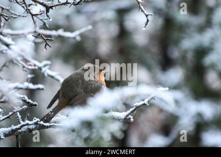 Ein rotkehlchen, der der Winterkälte auf einem Weißdornbarsch trotzt und die Beeren inmitten der kalten Schönheit eines Wintertages genießt - frostiges Vergnügen und Winterkonzept f Stockfoto