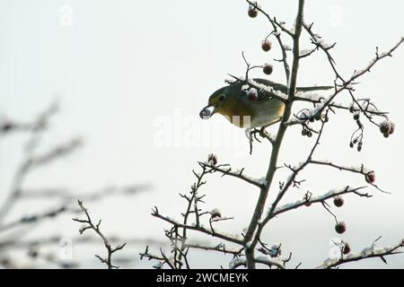 Ein rotkehlchen, der der Winterkälte auf einem Weißdornbarsch trotzt und die Beeren inmitten der kalten Schönheit eines Wintertages genießt - frostiges Vergnügen und Winterkonzept f Stockfoto