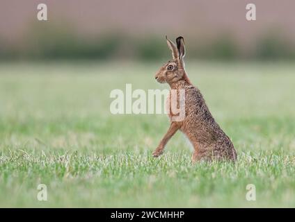 Ein wunderschöner Brauner Hase (Lepus europaeus), der aufrecht im Sonnenlicht steht. Auf der Suche nach Gefahr. Saß auf dem Weizenfeld der Bauern. Suffolk . UK Stockfoto