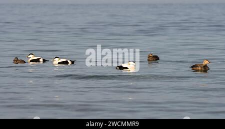 Gemeine Eider (Somateria mollissima) im Frühling bei Kopenhagen, Dänemark Stockfoto