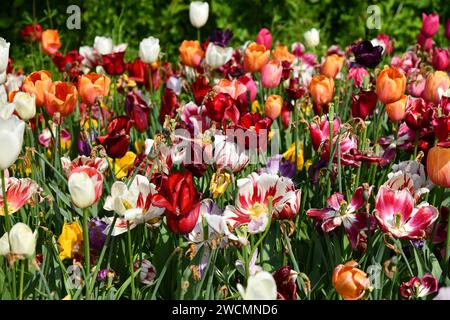 Tote Tulpen am Ende des Frühlings Stockfoto