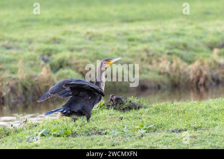 Kormoran in grünem Gras mit aufrechten Flügeln und verlängertem Hals, bereit für den Flug Stockfoto