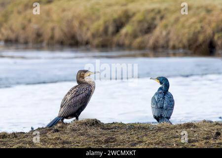 Nahaufnahme von 2 Großen Kormoranen, Phalacrocorax carbo, im Licht der untergehenden Sonne, aber beide sind unterschiedlich beleuchtet, so dass eine Übersicht über die Farbe sp Stockfoto