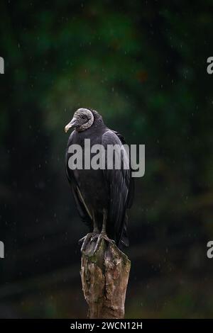 Ein großer Vogel, der auf einem verfaulenden Baumstumpf in einer einsamen Landschaft thront Stockfoto