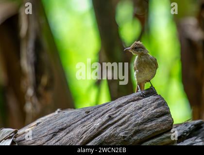 In der üppigen Landschaft Thailands verzaubert der melodische, stachelohrartige Bulbul (Pycnonotus blanfordi) mit seinen unverwechselbaren Anrufen. Entdecken Sie die Schönheit Stockfoto