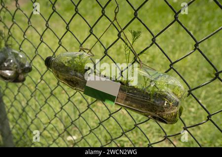 Recycelte Plastikflasche, die an einem Metallgitter in einem Park hängt und als Blumentopf mit grünen Pflanzen im Inneren verwendet wird Stockfoto