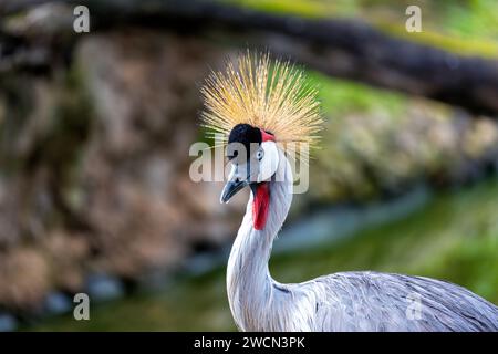 Im Herzen von Uganda tanzt der majestätische Graukräne (Balearica regulorum) mit Eleganz über die Feuchtgebiete. Zeuge der Schönheit und Anmut o Stockfoto