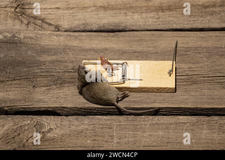 Tote Maus in einer Mausplatte auf dem Boden zu Hause, Mausplatte und Maus, Falle Stockfoto