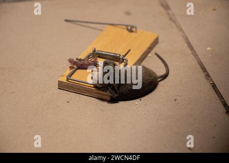 Tote Maus in einer Mausplatte auf dem Boden zu Hause, Mausplatte und Maus, Falle Stockfoto