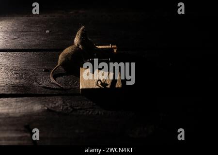 Tote Maus in einer Mausplatte auf dem Boden zu Hause, Mausplatte und Maus, Falle Stockfoto