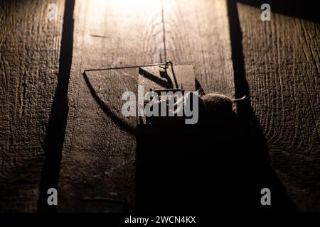 Tote Maus in einer Mausplatte auf dem Boden zu Hause, Mausplatte und Maus, Falle Stockfoto