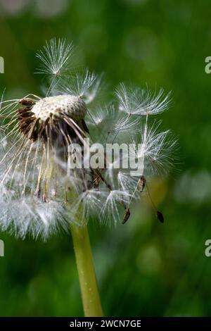 Verblichener Löwenzahn auf einem verschwommenen Hintergrund der Blüte Stockfoto